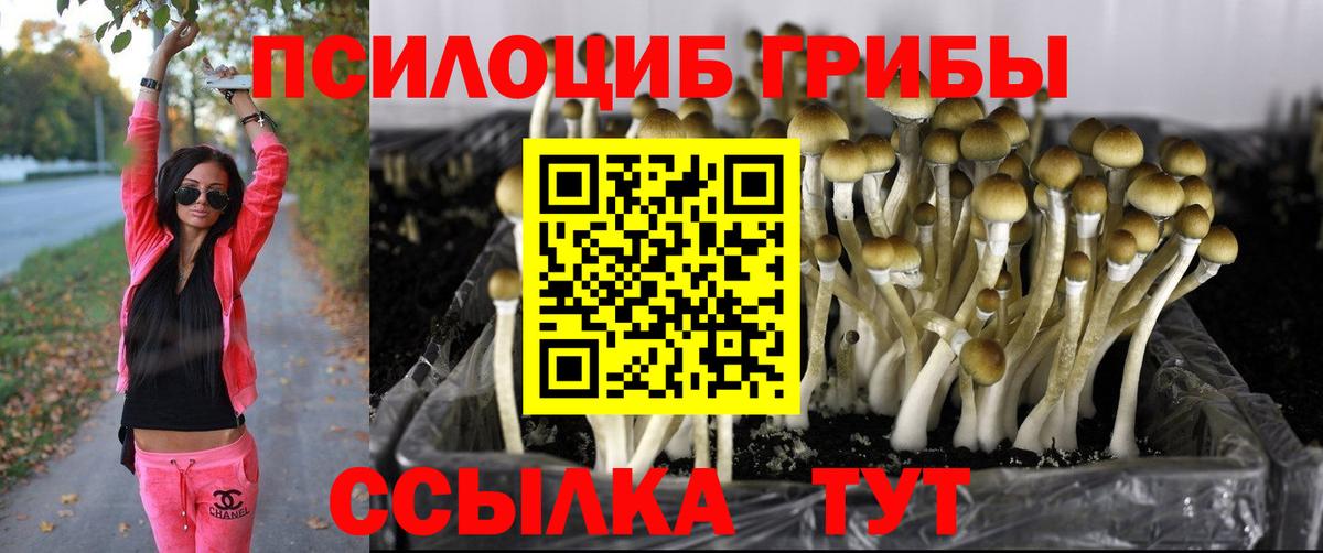 Псилоцибиновые грибы Psilocybe  Вход с VPN  Оренбург 